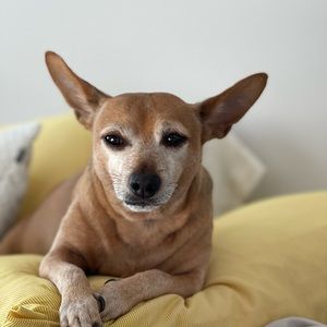 Meet your Posher, Melissa